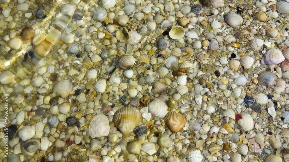Shallow water on the Black Sea lagoon. Cardium and Venus on the sandy-shell bottom Shallow water on the Black Sea lagoon. Cardium and Venus on the sandy-shell bottom