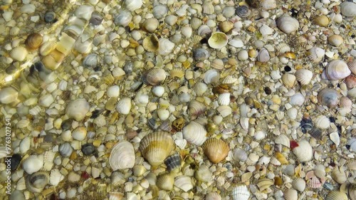 Shallow water on the Black Sea lagoon. Cardium and Venus on the sandy-shell bottom photo