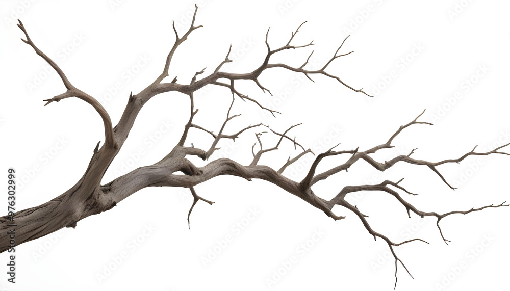 A detailed view of twisted, leafless tree branches extending against a plain white background, emphasizing natural textures and shapes.
A detailed view of twisted, leafless tree branches extending against a plain white background, emphasizing natural textures and shapes.