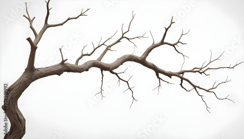 A detailed view of twisted, leafless tree branches extending against a plain white background, emphasizing natural textures and shapes.
