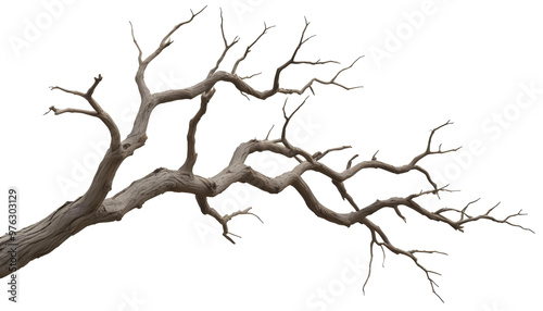 A detailed view of twisted, leafless tree branches extending against a plain white background, emphasizing natural textures and shapes. 