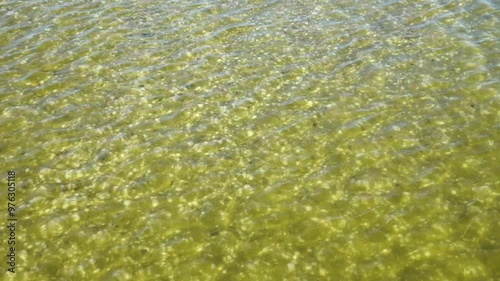 Shallow water on the Black Sea lagoon. Cardium and Venus on the sandy-shell bottom photo