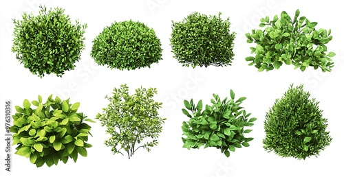 Set of green bushes and shrubs isolated on a white background, PNG photo cutout clipart collection.
