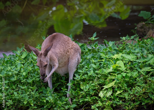 A Young Kangaroo