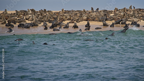 A Gathering of Seals