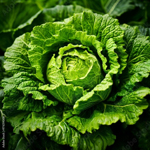 A crisp, green cabbage with detailed textures of its lush leaves, showcasing its freshness and natural beauty. Ideal for content on farming, organic produce, healthy eating, or sustainable agriculture