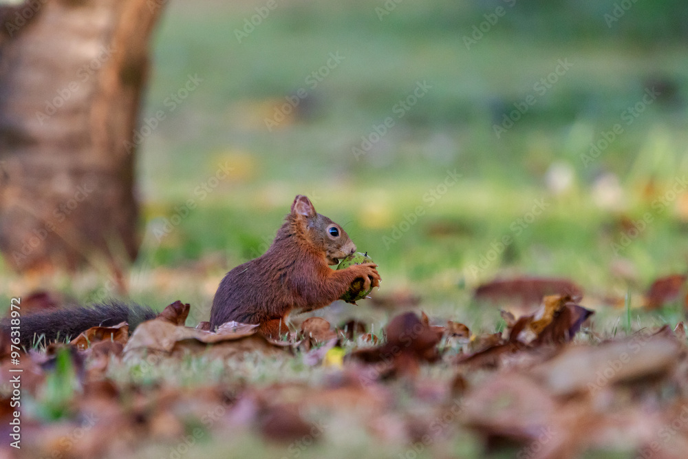 A European Red squirrel (Sciurus vulgaris) foraging for walnuts on autumn leaf covered ground. A European Red squirrel (Sciurus vulgaris) foraging for walnuts on autumn leaf covered ground.