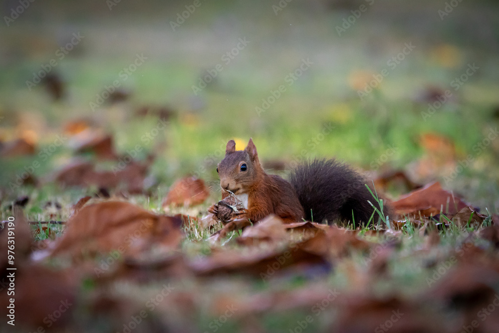 A European Red squirrel (Sciurus vulgaris) foraging for walnuts on autumn leaf covered ground. A European Red squirrel (Sciurus vulgaris) foraging for walnuts on autumn leaf covered ground.