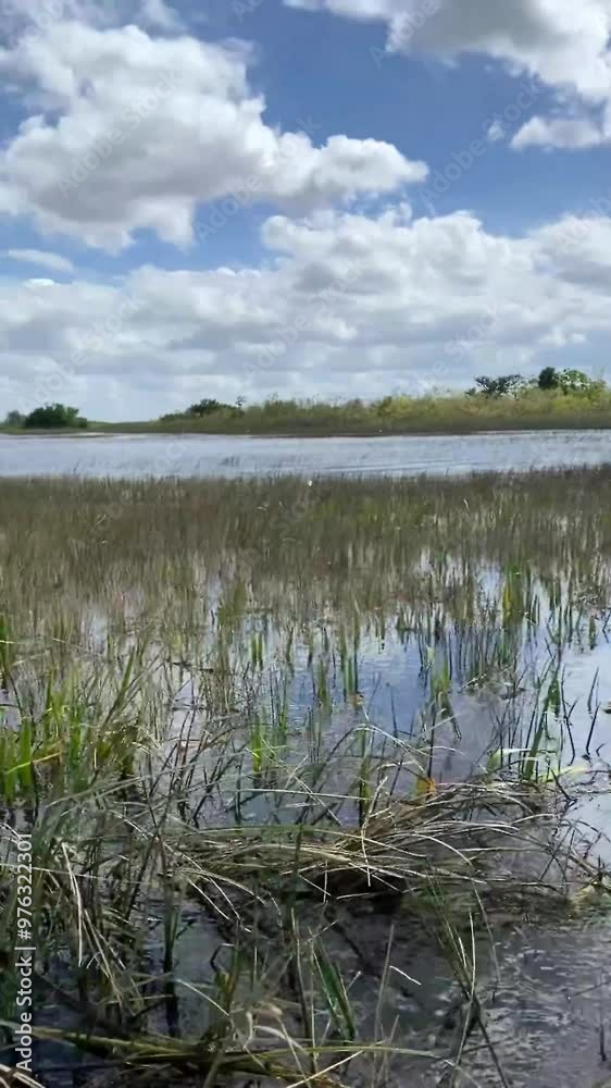 The perspective from an airboat floating on a river within Everglades National Park, Miami, Florida The perspective from an airboat floating on a river within Everglades National Park, Miami, Florida