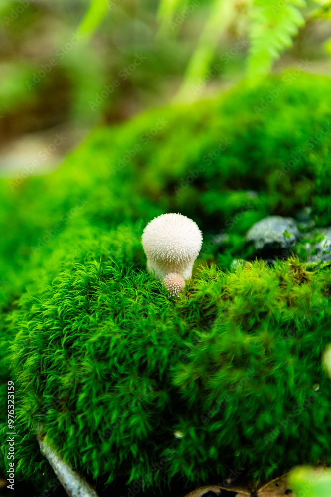 Grayson Highlands State Park, VA