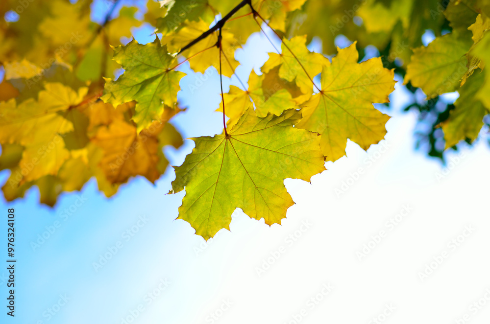 Autumn colored leaves in the sun rays against blue sky Autumn colored leaves in the sun rays against blue sky