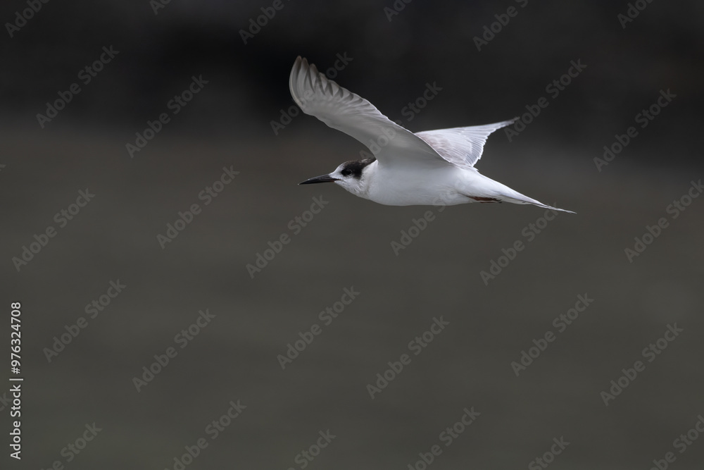 Fototapeta premium common tern or Sterna hirundo, a seabird in the family Laridae, observed at Sasoon Docks in Mumbai Maharashtra, India