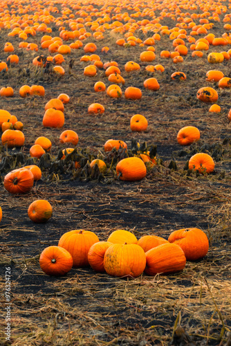 Pumpkin patch field. Halloween pumpkins on a farm. Organic vegetable farming in Autumn during Thanksgiving time. Harvest season photo