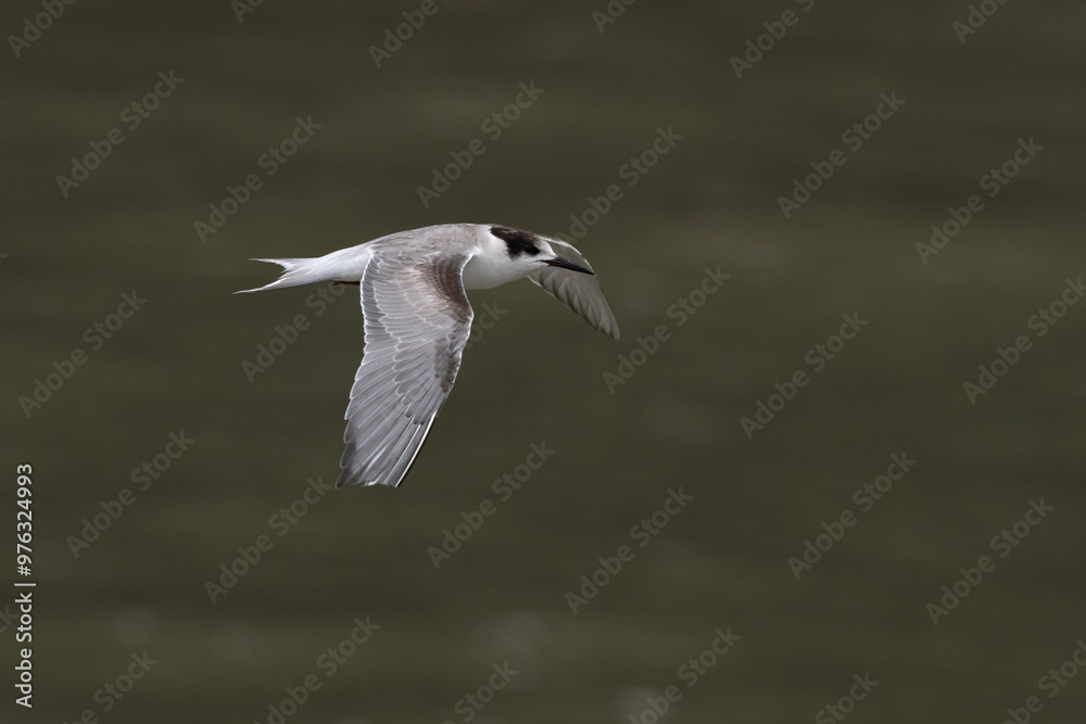 common tern or Sterna hirundo, a seabird in the family Laridae, observed at Sasoon Docks in Mumbai Maharashtra, India common tern or Sterna hirundo, a seabird in the family Laridae, observed at Sasoon Docks in Mumbai Maharashtra, India