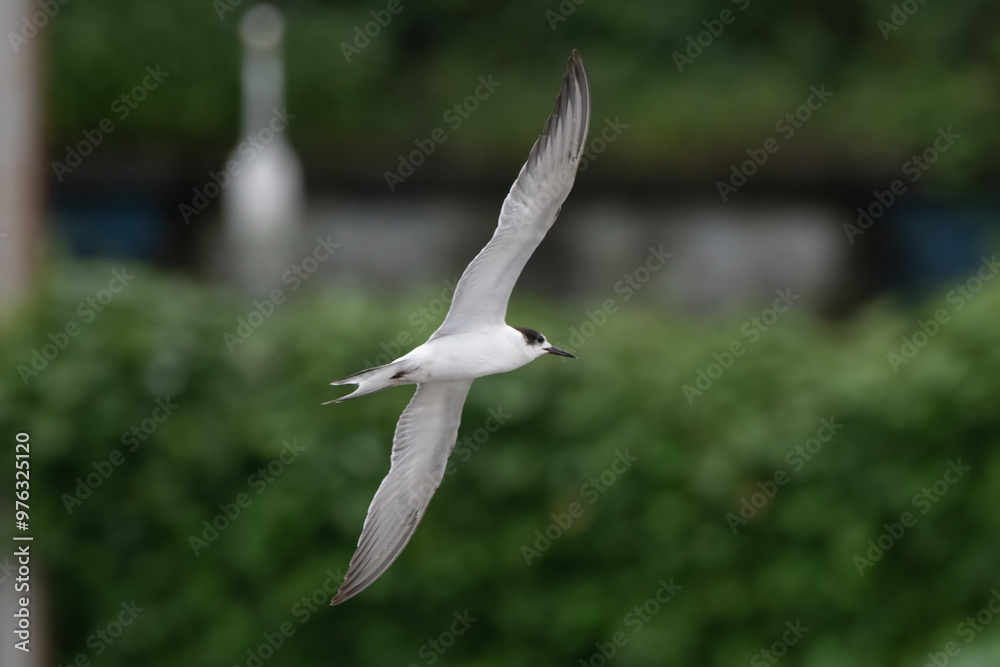 common tern or Sterna hirundo, a seabird in the family Laridae, observed at Sasoon Docks in Mumbai Maharashtra, India common tern or Sterna hirundo, a seabird in the family Laridae, observed at Sasoon Docks in Mumbai Maharashtra, India