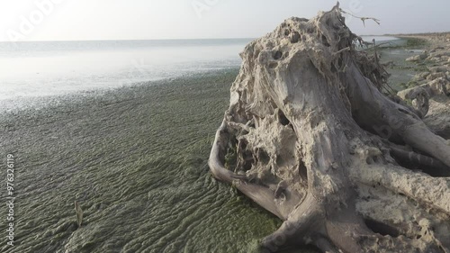 The coast of the salt lake is occupied by a mass of filamentous algae. Cladophora as a species with a wide ecological niche (explosion in species number). The tree stump is covered with algae photo