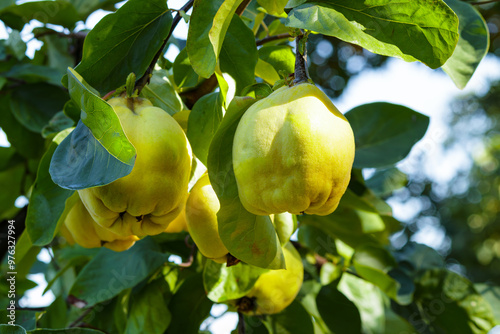 Branch of tree with ripe yellow quince fruits. Selective focus