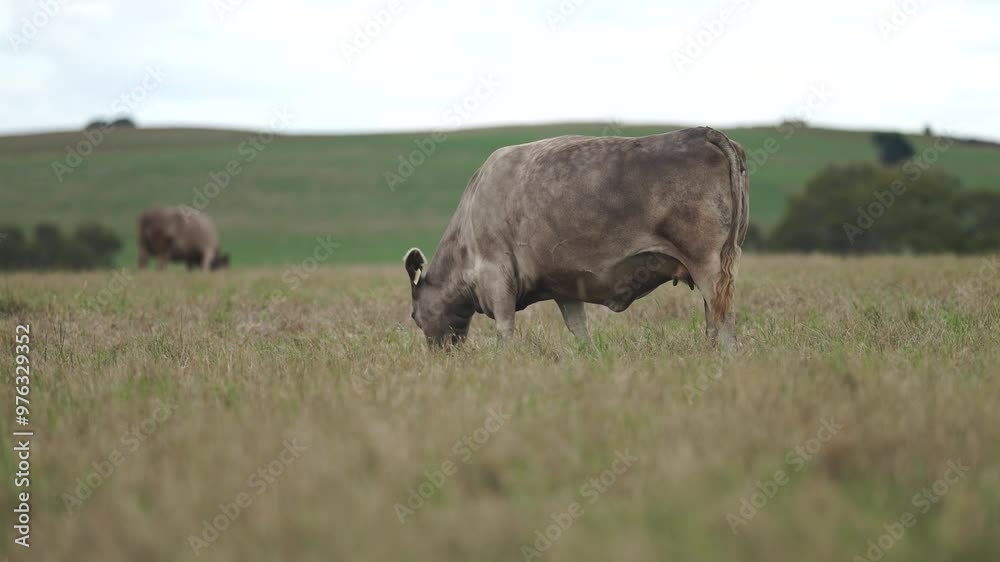 Stud Angus, wagyu, Murray grey, Dairy and beef Cows and Bulls grazing on grass and pasture in a field. The animals are organic and free range, being grown on an agricultural farm in Australia. Stud Angus, wagyu, Murray grey, Dairy and beef Cows and Bulls grazing on grass and pasture in a field. The animals are organic and free range, being grown on an agricultural farm in Australia.