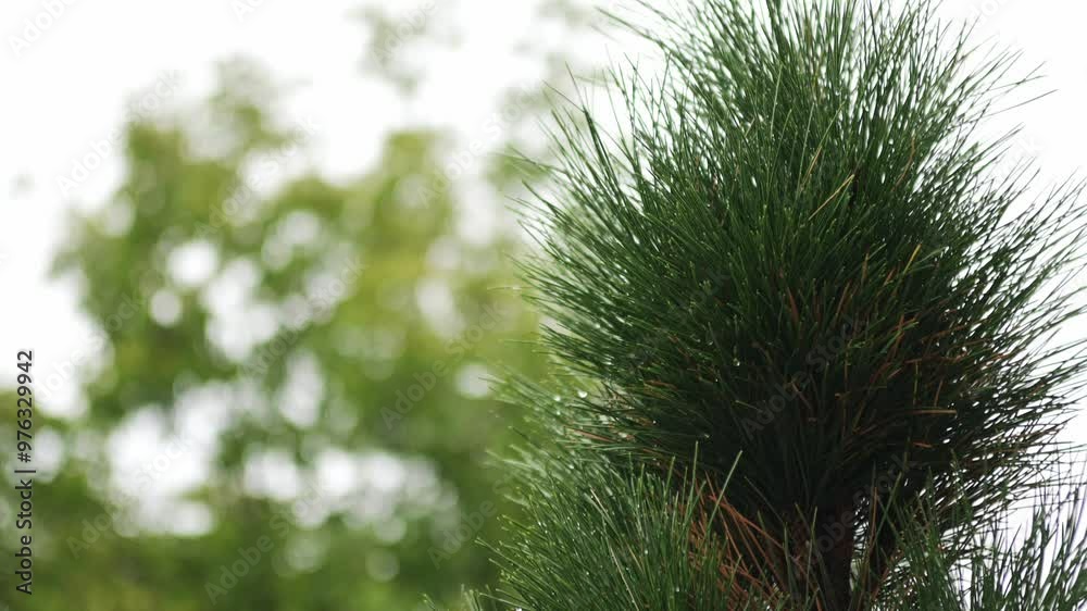 Dense tufts of needle-like pine branches, lush and damp. Dense tufts of needle-like pine branches, lush and damp.