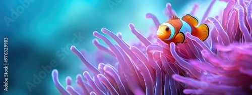 Anemone and Clownfish Under the Sea photo