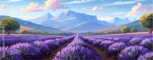 Large lavender field,. vector simple illustration