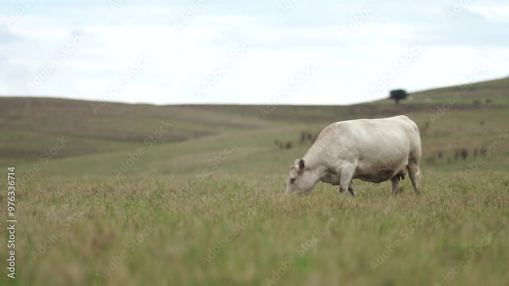 Stud Angus, wagyu, Murray grey, Dairy and beef Cows and Bulls grazing on grass and pasture in a field. The animals are organic and free range, being grown on an agricultural farm in Australia. Stud Angus, wagyu, Murray grey, Dairy and beef Cows and Bulls grazing on grass and pasture in a field. The animals are organic and free range, being grown on an agricultural farm in Australia.