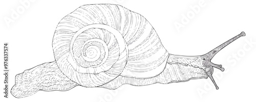 Continuous one line drawing snail shell on a white background. vector illustration.