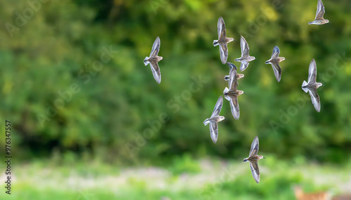 A flock of least sandpipers in flight. photo