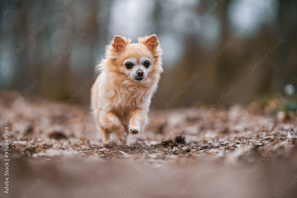 Small Cute Chihuahua Running Joyfully in a Dry Spring Forest Small Cute Chihuahua Running Joyfully in a Dry Spring Forest
