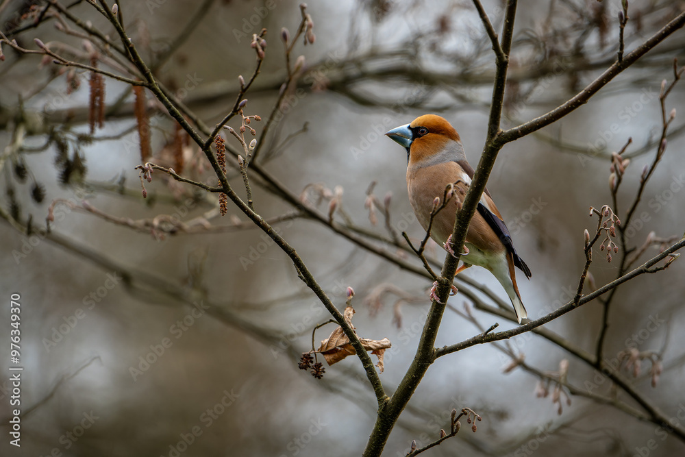 Hawfinch on Branches Searching for Danger in Dry Spring Forest Close-Up Hawfinch on Branches Searching for Danger in Dry Spring Forest Close-Up
