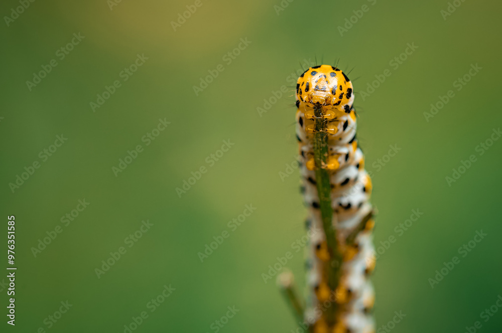 Close-up of Shargacucullia scrophulariae Caterpillar Climbing a Plant in the Forest Close-up of Shargacucullia scrophulariae Caterpillar Climbing a Plant in the Forest