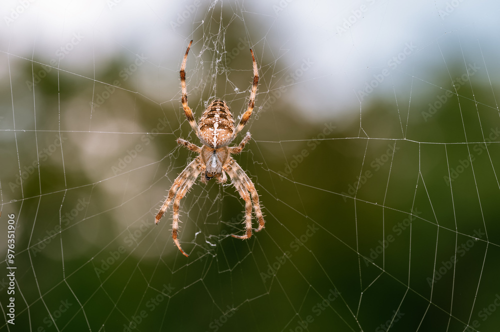 European Garden Spider in Web with Blurred Green Background European Garden Spider in Web with Blurred Green Background