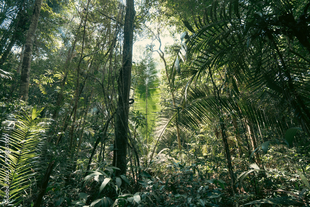 Nature and trees in Amazon jungle near Manaus Brazil Nature and trees in Amazon jungle near Manaus Brazil