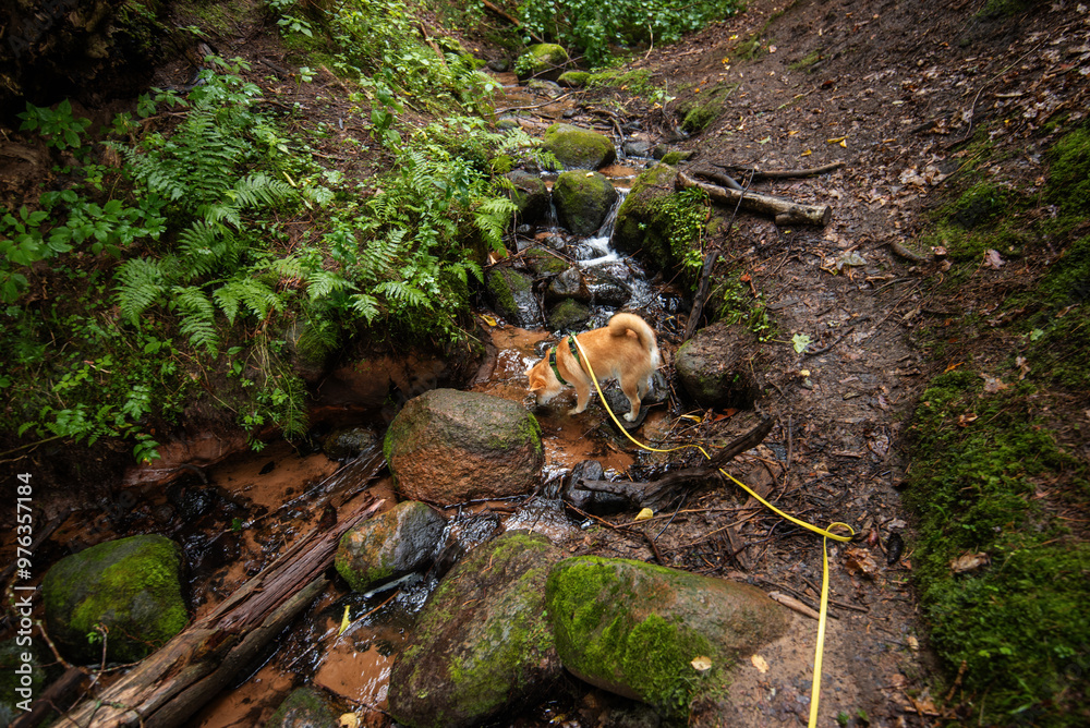 Red shiba inu dog is drinking a water from a small forest river in summer