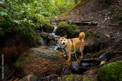 Red shiba inu dog is relaxing in a water of small forest river in summer photo