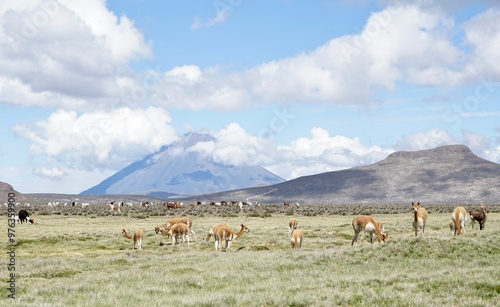 Vicunas grazing in front of volcano Chachani