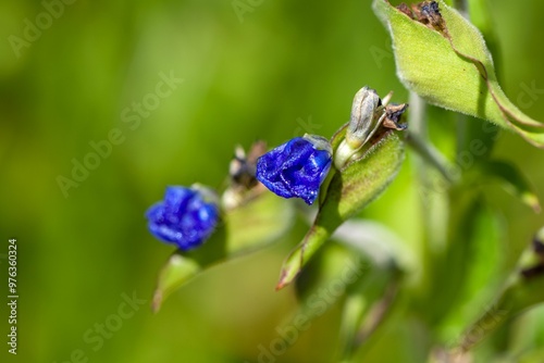 Bud of a Commelina tuberosa photo