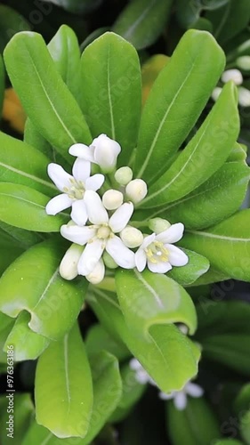 Mock orange or pittosporum tobira white scented flowers and leaves bunch vertical video
 photo