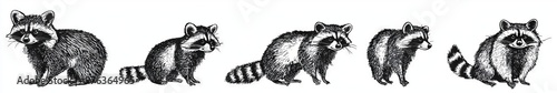 Various engraved racoons set with cut ink sketch. A collection of wild pet background racoons.