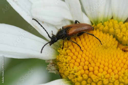 Closeup on a European fairy-ring longhorn beetle, Pseudovadonia livida, on a white Leucanthemum vulgare