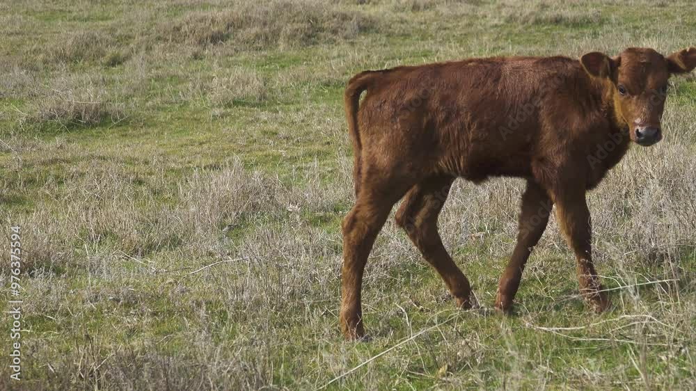 Play behavior. Calves on a winter prairie are playing, sucker Play behavior. Calves on a winter prairie are playing, sucker