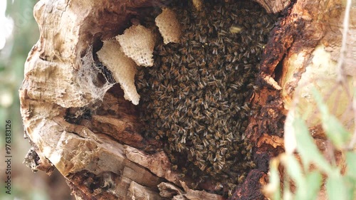 bee hive in a red gum tree hollow on a farm in australia. native bee hive photo