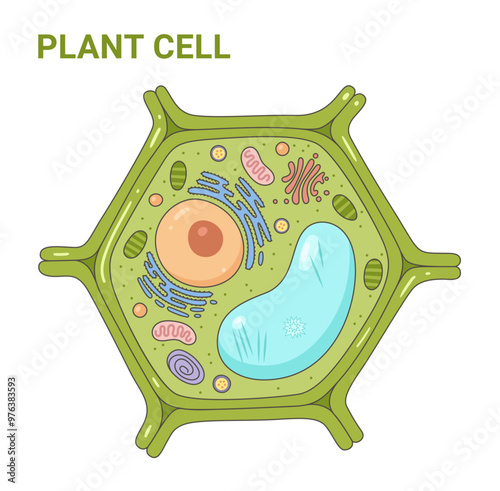 Illustration of the Plant cell anatomy structure. Vector infographic with nucleus, mitochondria, endoplasmic reticulum, golgi apparatus, cytoplasm, wall membrane etc