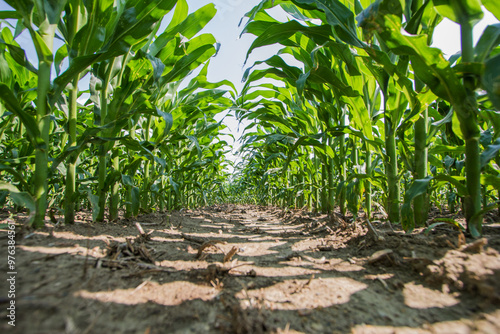 Wallpaper Mural ground level view of a corn field Torontodigital.ca