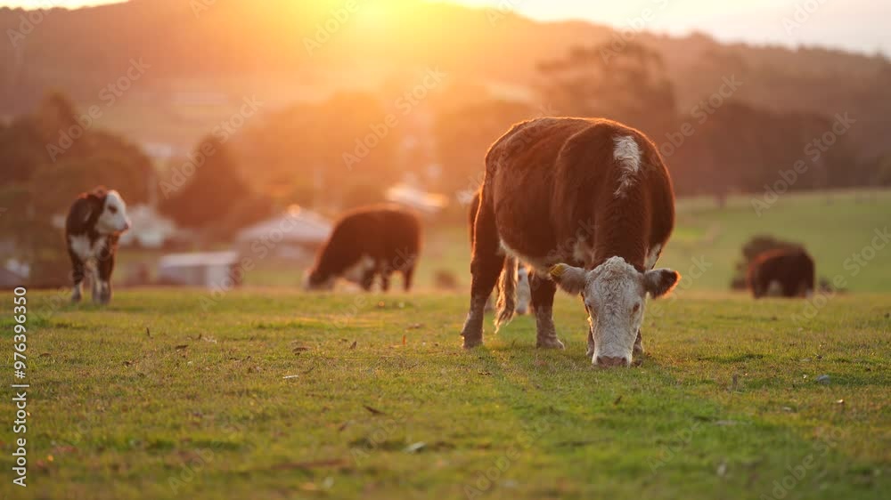 beautiful cattle in Australia  eating grass, grazing on pasture. Herd of cows free range beef being regenerative raised on an agricultural farm. Sustainable farming 