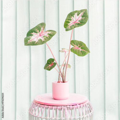 green and pink caladium in pink pot on pink base with light turquoise painted fence in background