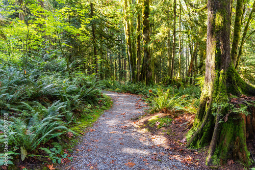 Lush Green Forest Trail in Mission, British Columbia Inviting for a Peaceful Nature Walk