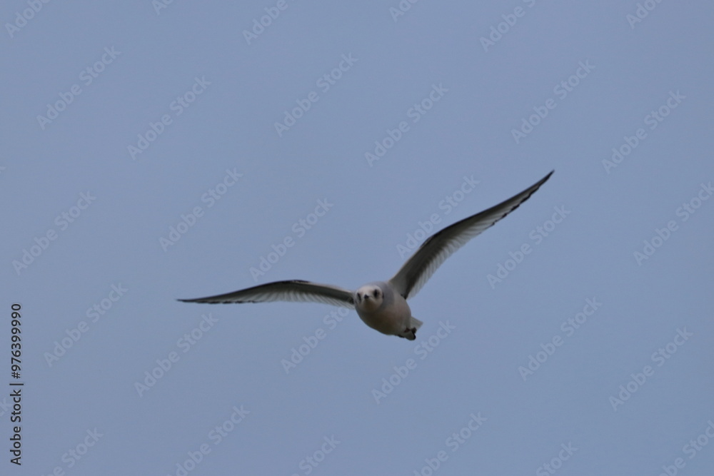 Ross gull Ross gull