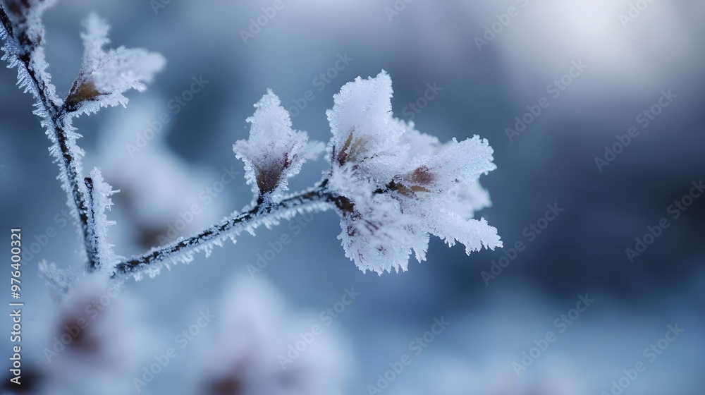Early winter, snow, frost, plants in snow, frost, cold, weather, seasons, close-up Early winter, snow, frost, plants in snow, frost, cold, weather, seasons, close-up