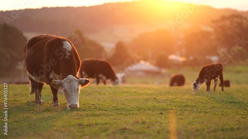 Stud Angus, wagyu, Murray grey, Dairy and beef Cows and Bulls grazing on grass and pasture in a field. The animals are organic and free range, being grown on an agricultural farm in Australia. photo